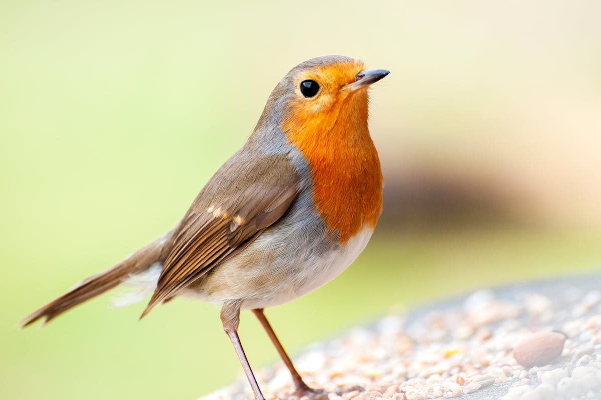 The Birds You’re Likely to See for the Big Garden Birdwatch 2026 7 Robin