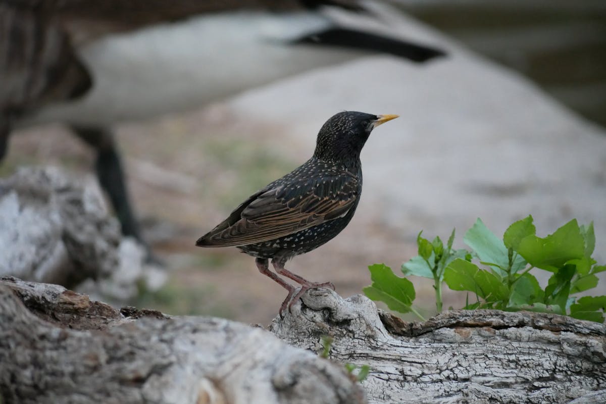 The Birds You’re Likely to See for the Big Garden Birdwatch 2026 4 Starling