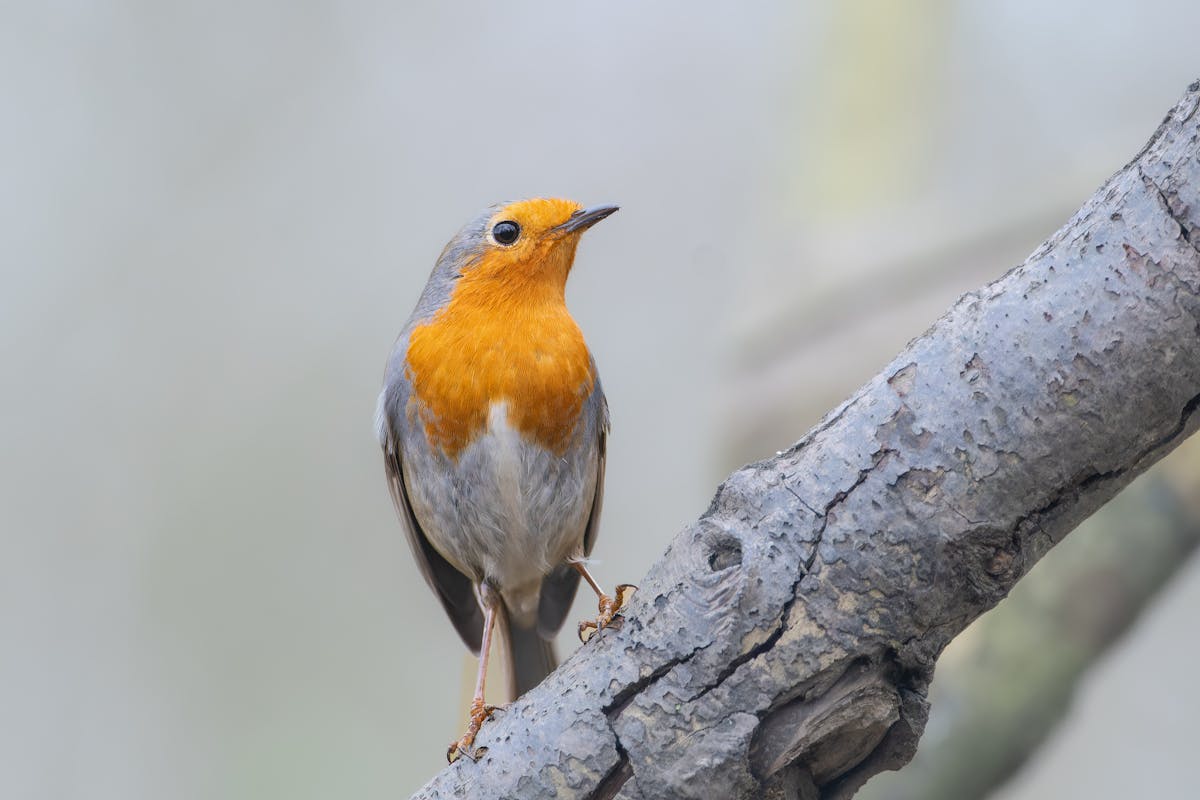 The Birds You’re Likely to See for the Big Garden Birdwatch 2026 1 Big Garden Birdwatch 2026