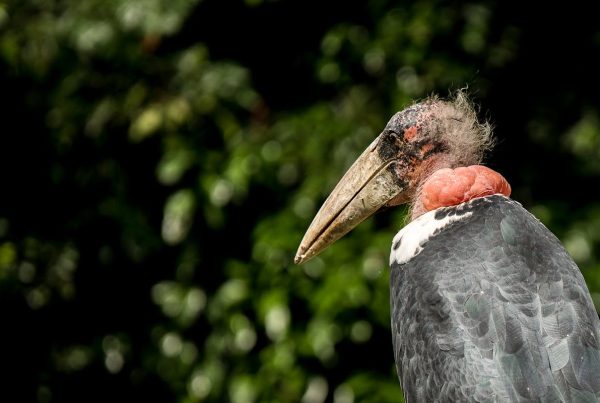 the Big Garden Birdwatch 2026