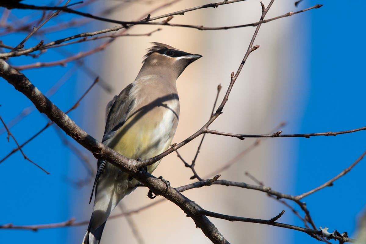 The Birds You’re Likely to See for the Big Garden Birdwatch 2026 12 Waxwing Bird