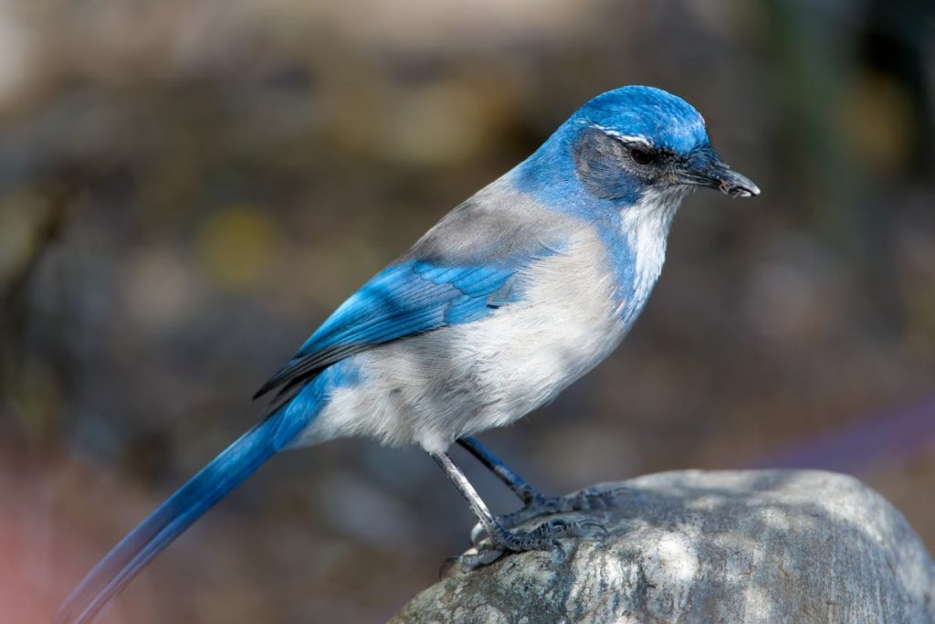 Blue Jay Spiritual Meaning Reveals Symbolic Attributes