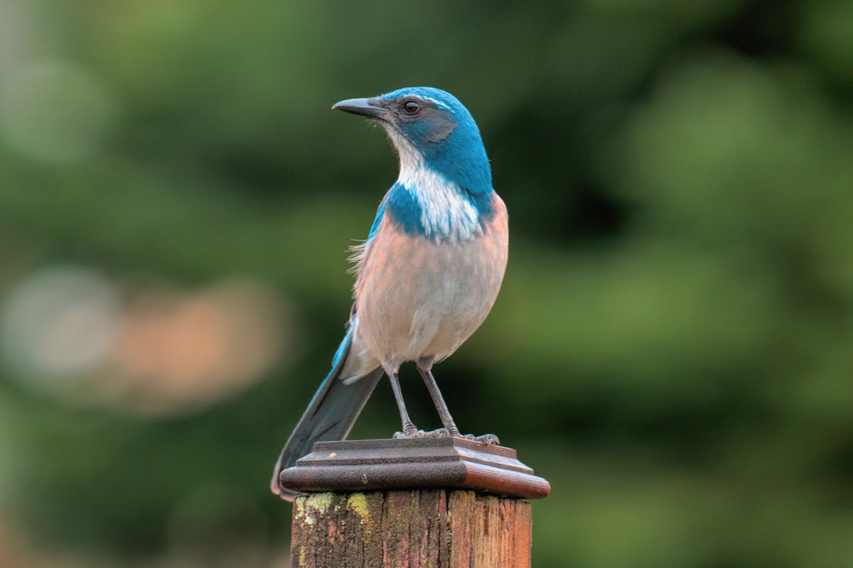 Blue Jay Spiritual Meaning: Reveals Symbolic Attributes 1 Blue Jay Spiritual Meaning Reveals Symbolic Attributes