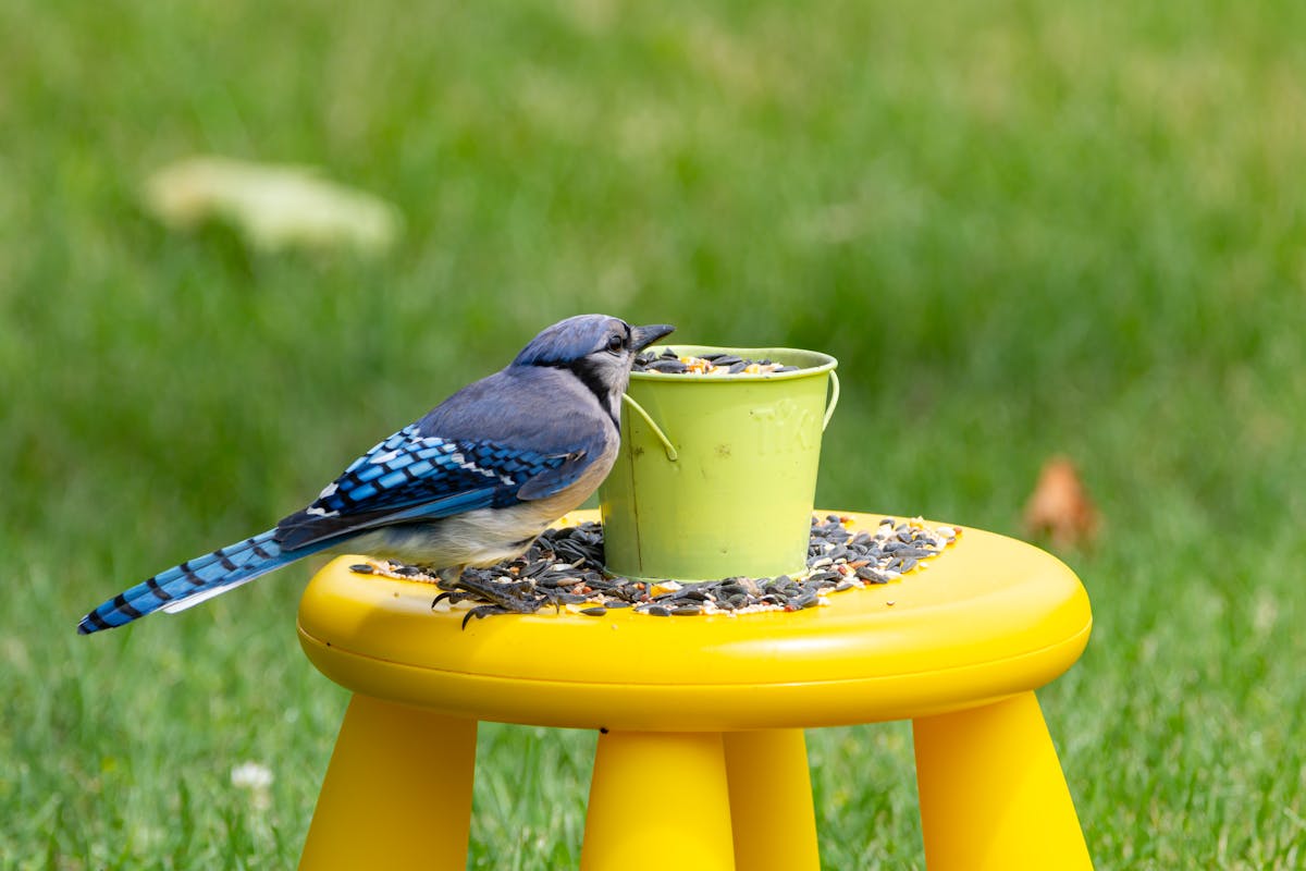 Blue Jay Spiritual Meaning: Reveals Symbolic Attributes 2 Blue Jay Spiritual Meaning Reveals Symbolic Attributes