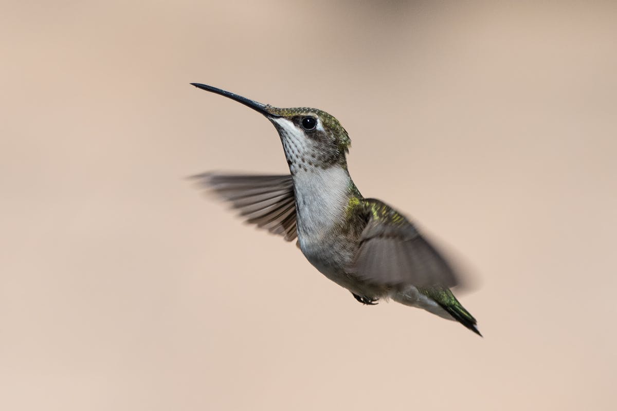 How Fast Can a Hummingbird Fly & Flap Their Wings? 2 Hummingbirds Fly and Flap Their Wings
