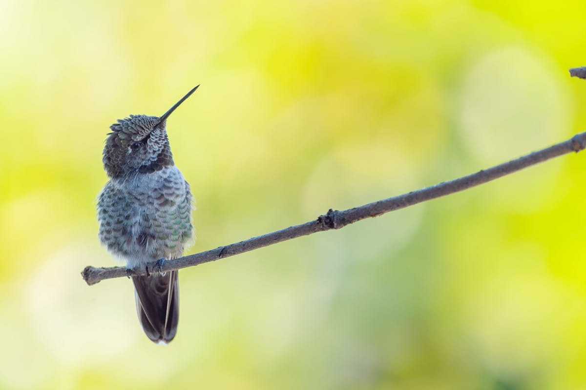 How Fast Can a Hummingbird Fly & Flap Their Wings? 1 Hummingbirds Fly