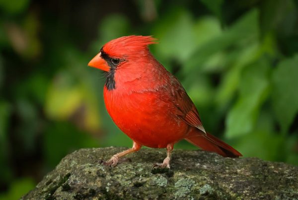 How Many States Have The Cardinal as Their State Bird