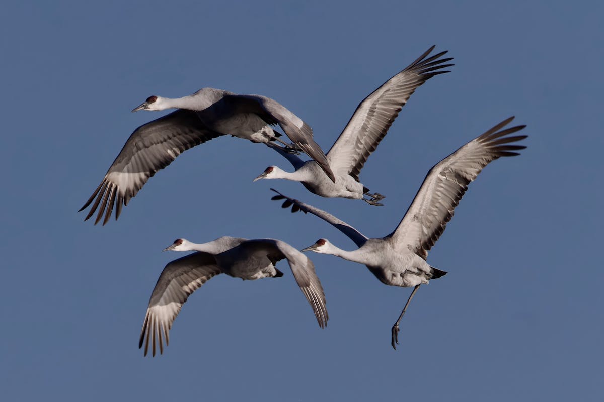 How do Migrating Birds Know Where to go? 2 How do Migrating Birds Know Where to go
