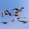 How do Migrating Birds Know Where to go
