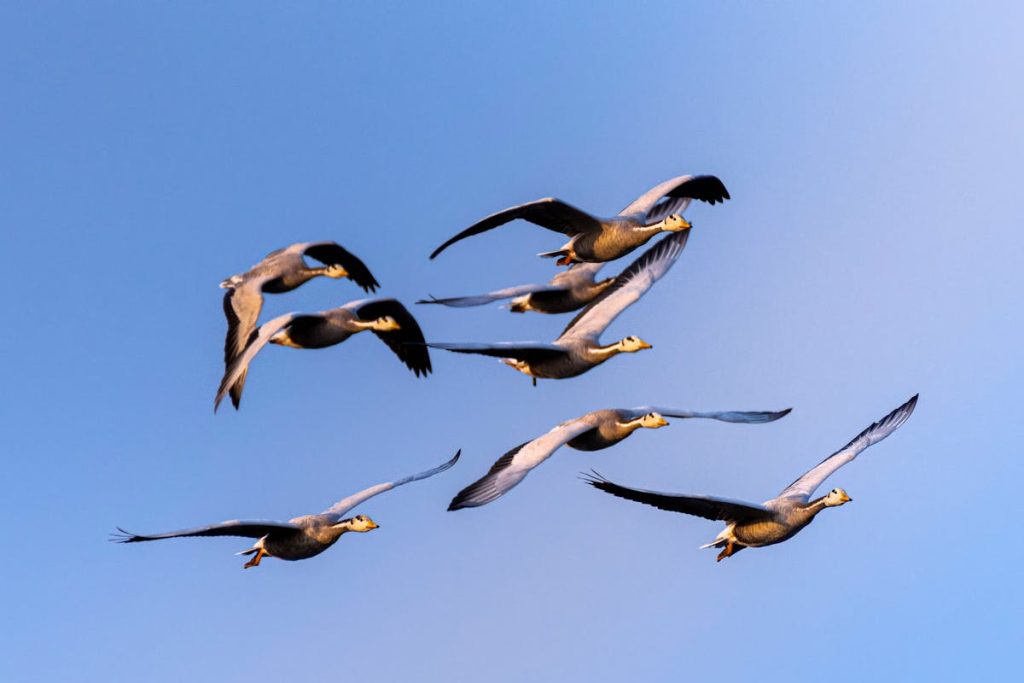 How do Migrating Birds Know Where to go