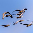How do Migrating Birds Know Where to go? 9 How do Migrating Birds Know Where to go