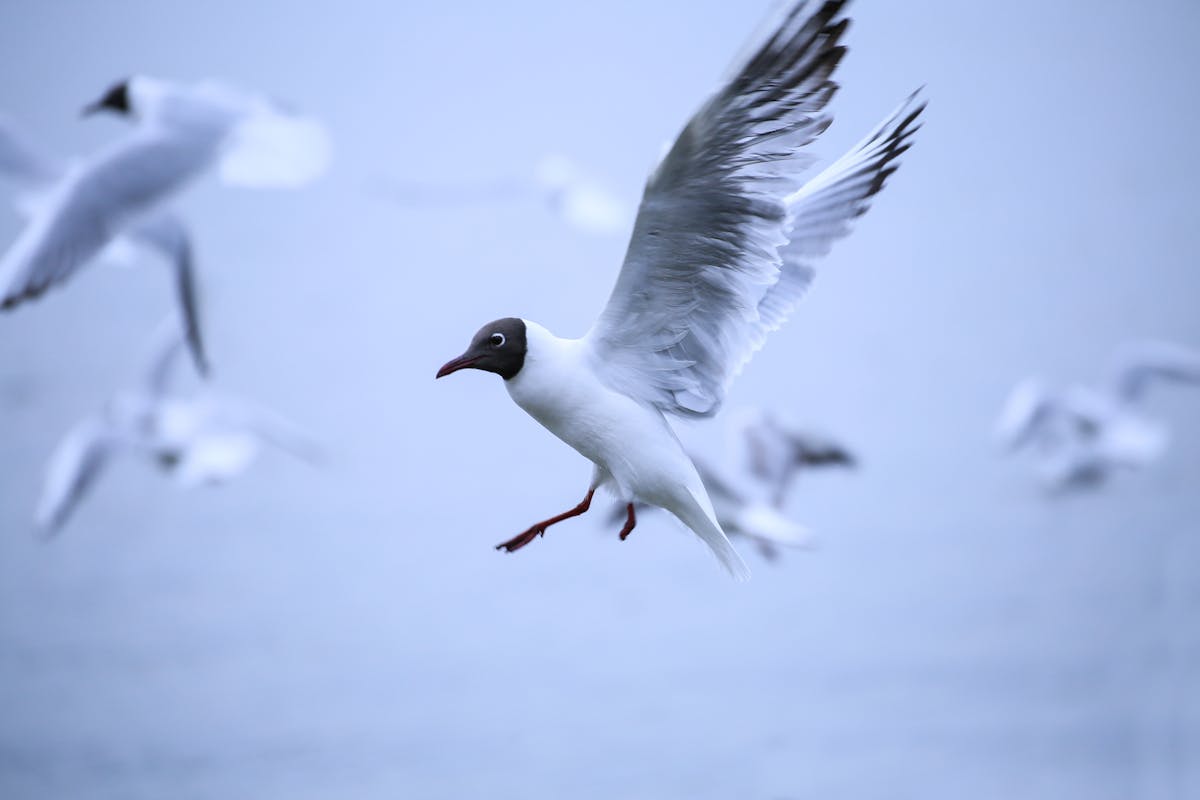 How do Migrating Birds Know Where to go? 1 How do Migrating Birds Know Where to go