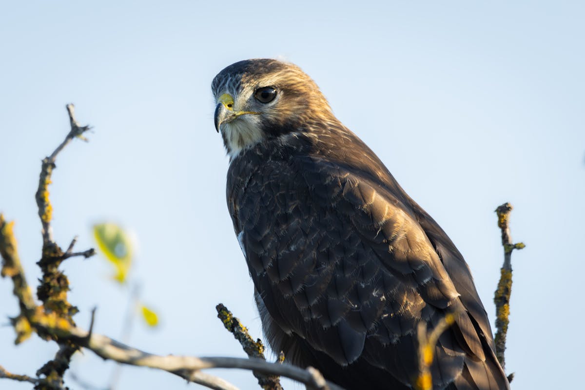 How to Scare Hawks Away But Not Birds? 1 How to Scare Hawks Away But Not Birds