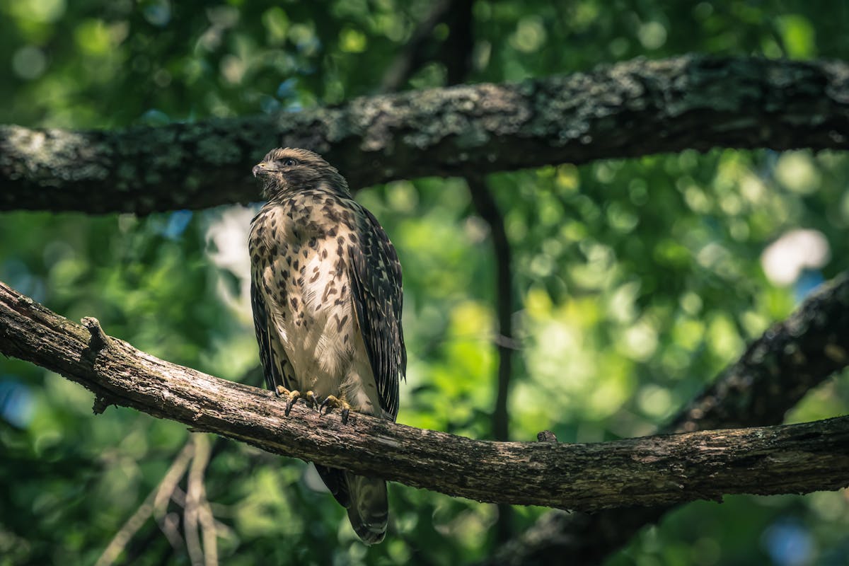 How to Scare Hawks Away But Not Birds? 2 Scare Hawks Away But Not Birds