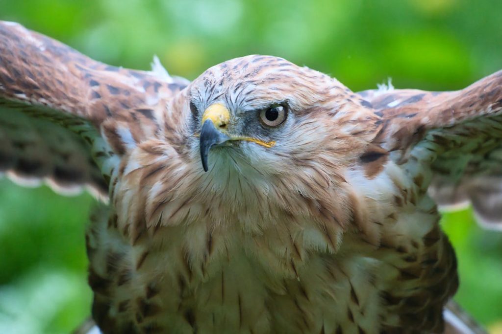 How to Scare Hawks Away But Not Birds