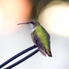 Hummingbird Migration and Sighting Spring 2026