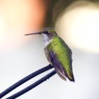 Where Are Hummingbirds Now? 2026 Migration Map (Live USA Tracker) 8 Hummingbird Migration and Sighting Spring 2026