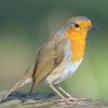 Robin Symbolism and Spiritual Meaning
