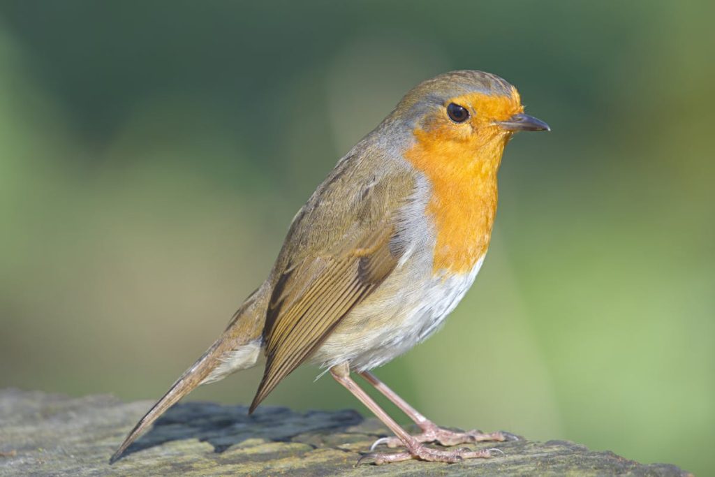 Robin Symbolism and Spiritual Meaning
