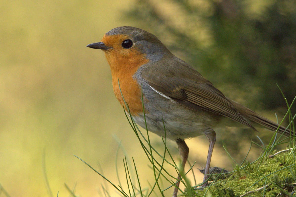 Robin Symbolism & Spiritual Meaning: Signs Explained