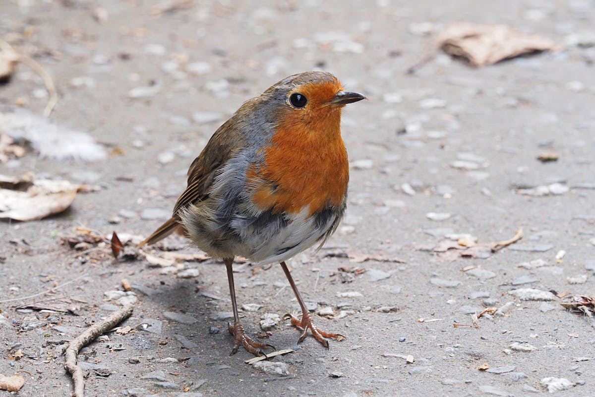 Robin Symbolism and Spiritual Meaning 2 Robin Symbolism and Spiritual Meaning