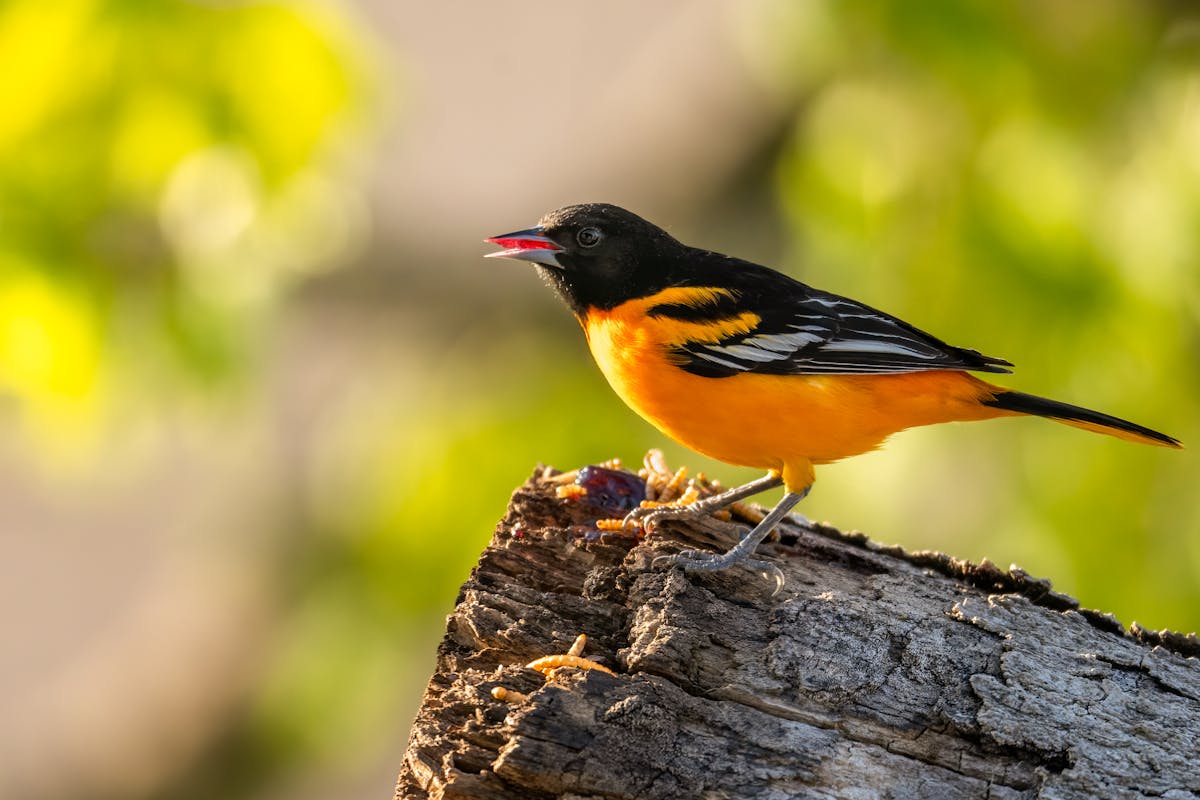 What Does a Baltimore Oriole Look Like? 2 What Does a Baltimore Oriole Look Like