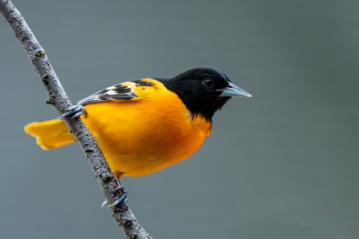 What Does a Baltimore Oriole Look Like? 1 What Does a Baltimore Oriole Look Like