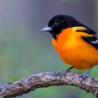 What Does a Baltimore Oriole Look Like? 10 What Does a Baltimore Oriole Look Like