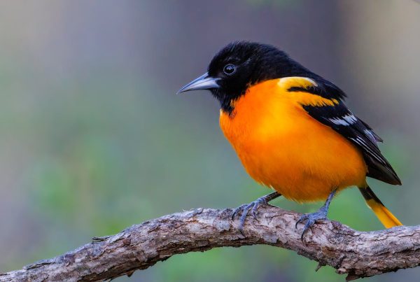 What Does a Baltimore Oriole Look Like