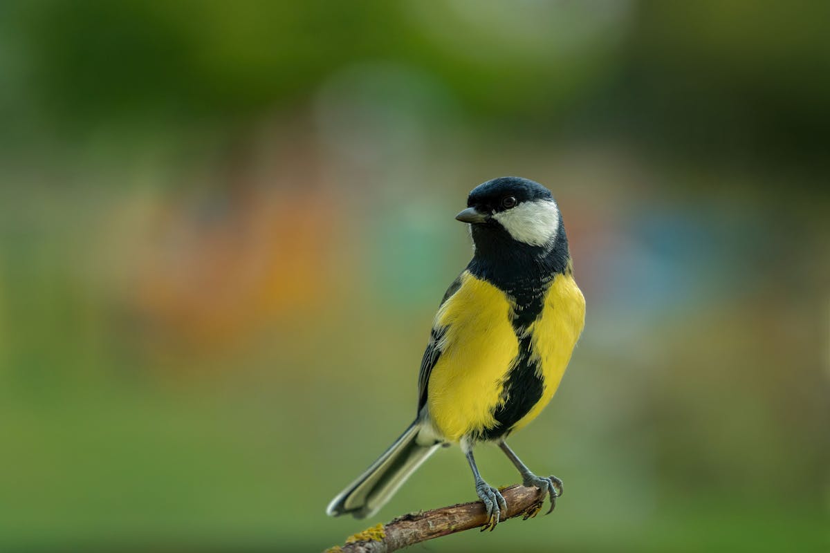 Where does The Great Tit Bird Live? 1 Where does The Great Tit Bird Live