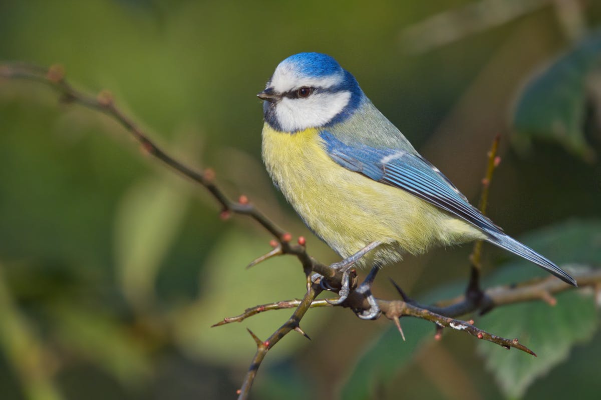 Where does The Great Tit Bird Live? 2 Where does The Great Tit Bird Live