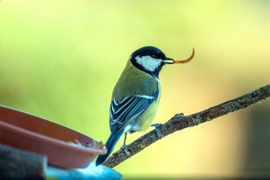 Where does The Great Tit Bird Live