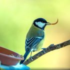 Where does The Great Tit Bird Live? 8 Where does The Great Tit Bird Live