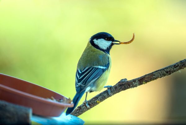 Where does The Great Tit Bird Live? 9 Where does The Great Tit Bird Live