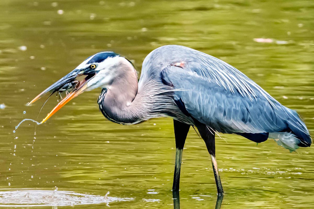 Birds that Swim Underwater to Catch Fish 1 birds that swim underwater to catch fish