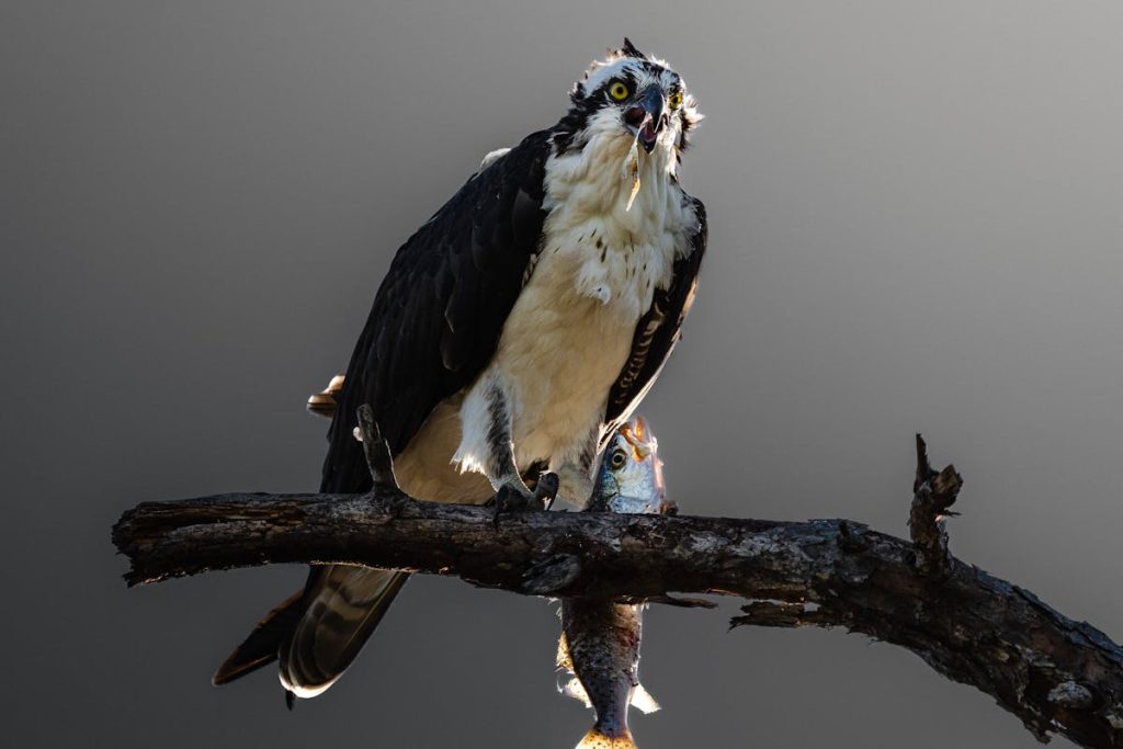 birds that swim underwater to catch fish