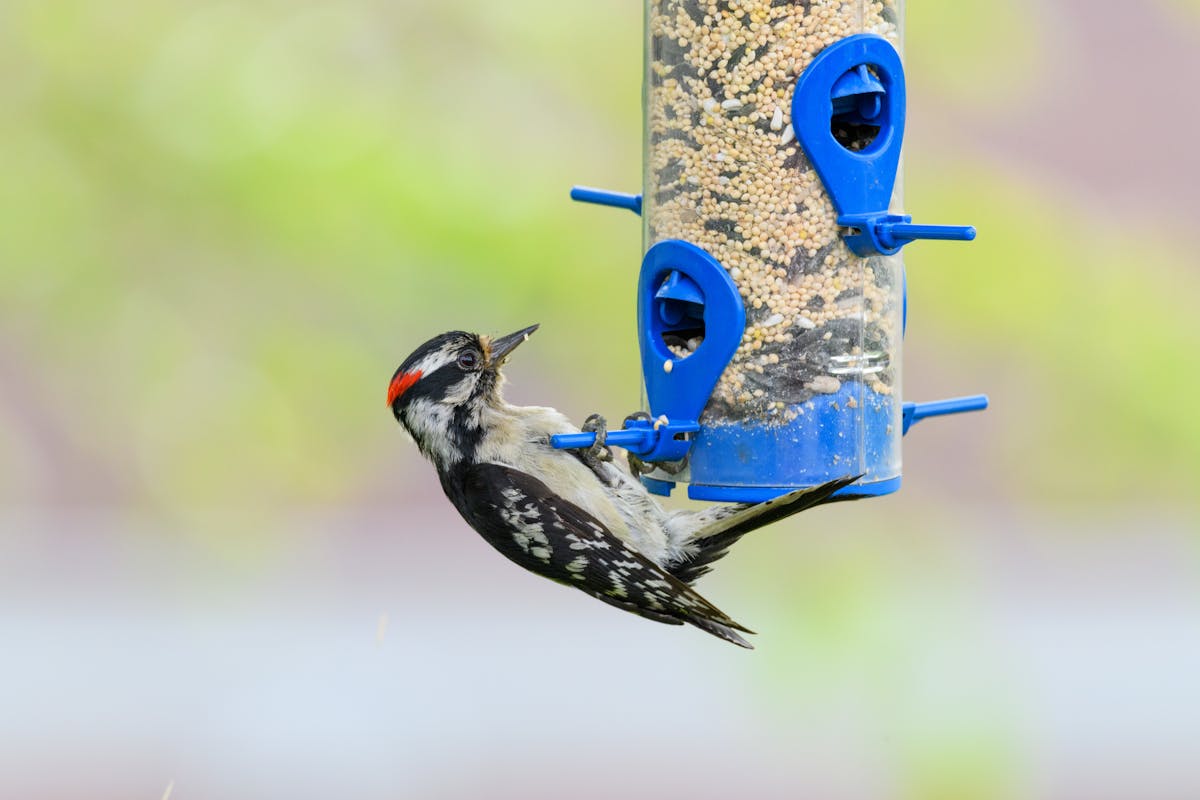 10 Almost Identical Backyard Birds (And How to Tell Them Apart) 1 10 Almost Identical Backyard Birds (And How to Tell Them Apart)