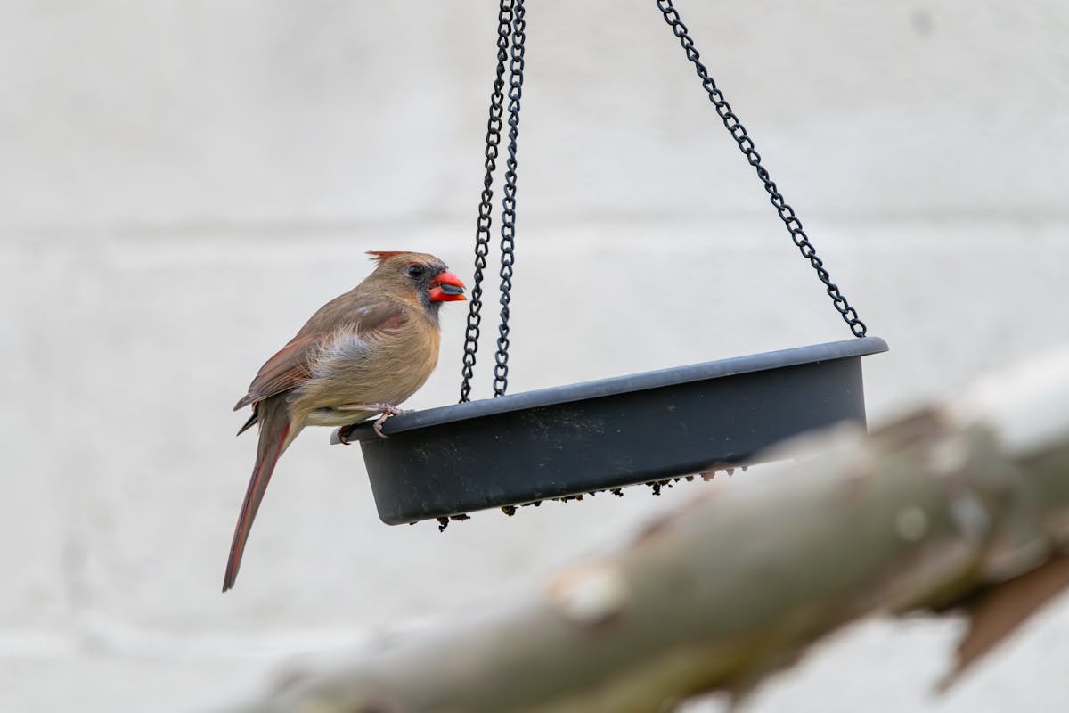 10 Almost Identical Backyard Birds (And How to Tell Them Apart) 6 10 Almost Identical Backyard Birds