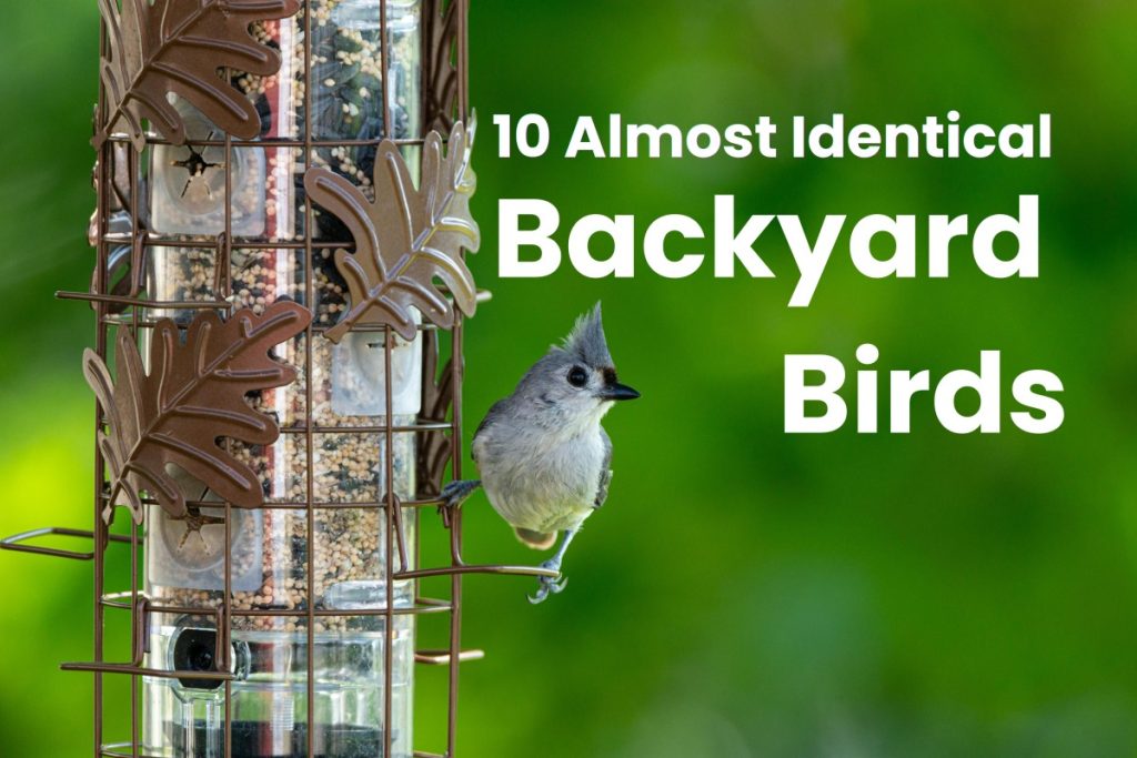 10 Almost Identical Backyard Birds (And How to Tell Them Apart)