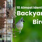 10 Almost Identical Backyard Birds (And How to Tell Them Apart) 8 10 Almost Identical Backyard Birds (And How to Tell Them Apart)