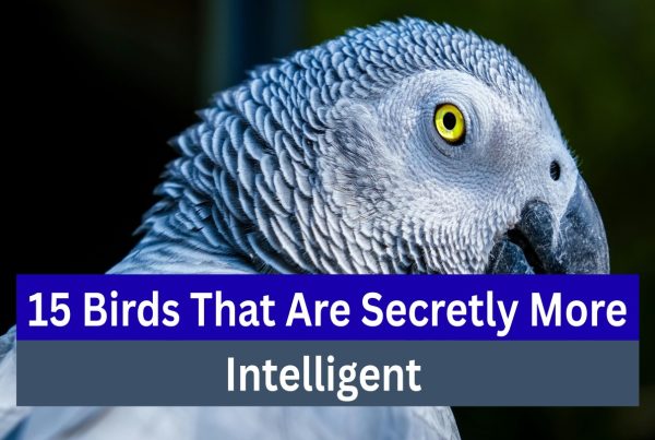 15 Birds That Are Secretly More Intelligent Than You Might Think 7 15 Birds That Are Secretly More Intelligent Than You Might Think