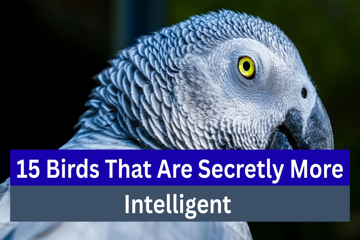 Think Birds 15 Birds That Are Secretly More Intelligent Than You Might Think