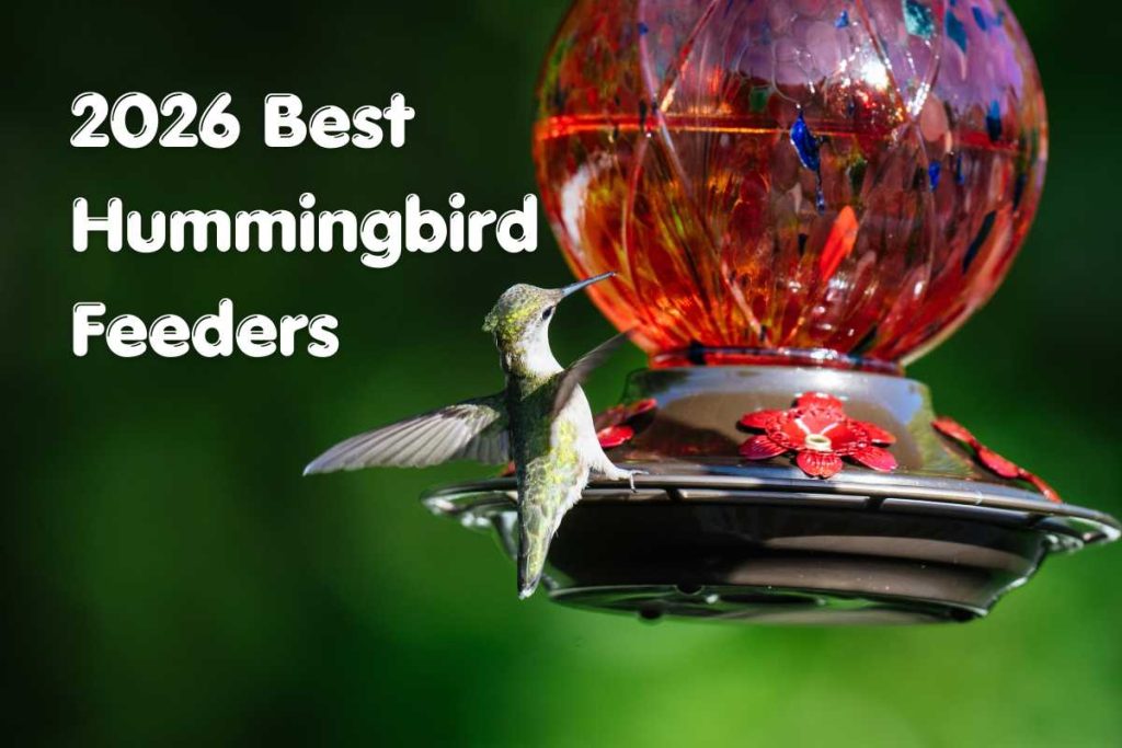 2026 Best Hummingbird Feeders