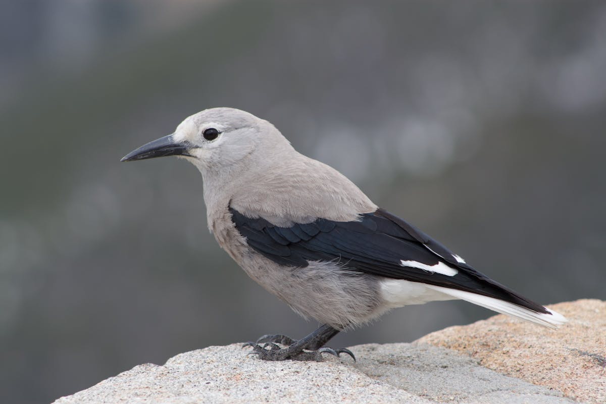 15 Birds That Are Secretly More Intelligent Than You Might Think 3 3. Clark’s Nutcracker — The Mountains’ Memory Champion