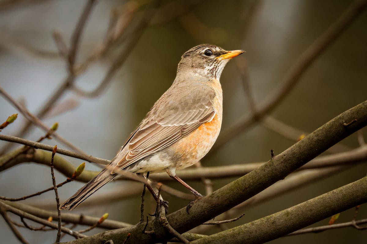 15 Birds That Are Secretly More Intelligent Than You Might Think 7 A Common Bird with Amazing Skills (American Robin — The Navigator)