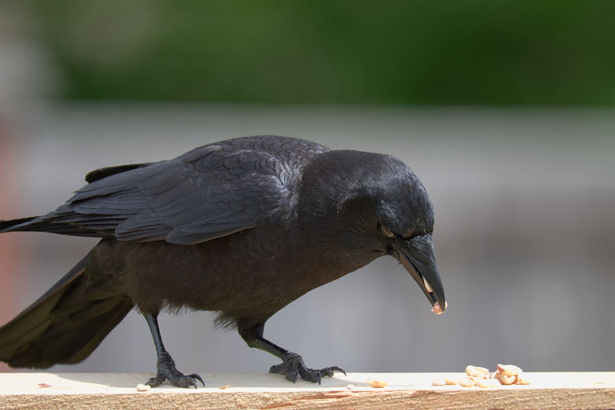 15 Birds That Are Secretly More Intelligent Than You Might Think 1 American Crow — The Genius in Your Backyard