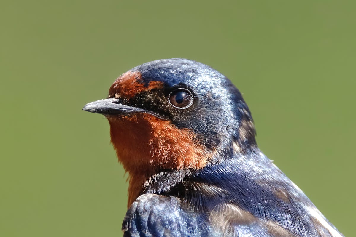 15 Birds That Are Secretly More Intelligent Than You Might Think 11 Barn Swallow — The Aeronautical Ninja
