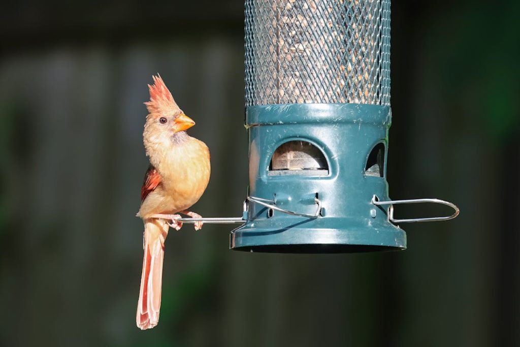 Best Bird Feeders for Cardinals