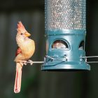 Best Bird Feeders for Cardinals: Top 7 Picks That Actually Work 10 Best Bird Feeders for Cardinals