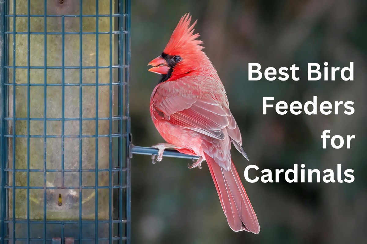Best Bird Feeders for Cardinals: Top 7 Picks That Actually Work 1 Best Bird Feeders for Cardinals
